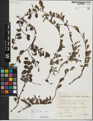 Foto von Salix myrsinifolia Salisb. x Salix retusa L.